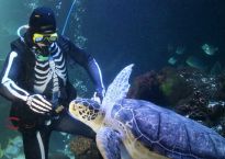 Skelett tauch in die Unterwasserwelt des SEA LIFE Timmendorfer Strand ein